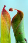 Heliamphora huberi (Amuri Tepui) - kliknij aby zobaczyć zdjęcie. Heliamphora huberi (Amuri Tepui)