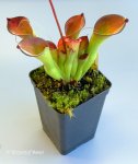 Heliamphora exappendiculata (Amuri Tepui) - kliknij aby zobaczyć zdjęcie. Heliamphora exappendiculata (Amuri Tepui)