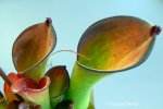 Heliamphora exappendiculata (Amuri Tepui) - kliknij aby zobaczyć zdjęcie. Heliamphora exappendiculata (Amuri Tepui)