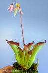 Heliamphora exappendiculata (Amuri Tepui) - kliknij aby zobaczyć zdjęcie. Heliamphora exappendiculata (Amuri Tepui)