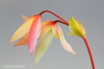 Heliamphora exappendiculata (Amuri Tepui) - kliknij aby zobaczyć zdjęcie. Heliamphora exappendiculata (Amuri Tepui)