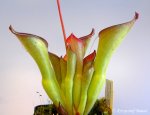 Heliamphora exappendiculata (Amuri Tepui) - kliknij aby zobaczyć zdjęcie. Heliamphora exappendiculata (Amuri Tepui)