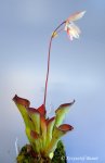 Heliamphora exappendiculata (Amuri Tepui) - kliknij aby zobaczyć zdjęcie. Heliamphora exappendiculata (Amuri Tepui)