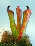Heliamphora ceracea (Cerro Neblina, Brazil, Venezuela) - kliknij aby zobaczyć zdjęcie. Heliamphora ceracea (Cerro Neblina, Brazil, Venezuela)