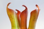 Heliamphora ceracea (Cerro Neblina, Brazil, Venezuela) - kliknij aby zobaczyć zdjęcie. Heliamphora ceracea (Cerro Neblina, Brazil, Venezuela)