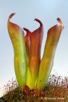 Heliamphora ceracea (Cerro Neblina, Brazil, Venezuela) - kliknij aby zobaczyć zdjęcie. Heliamphora ceracea (Cerro Neblina, Brazil, Venezuela)