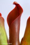 Heliamphora ceracea (Cerro Neblina, Brazil, Venezuela) - kliknij aby zobaczyć zdjęcie. Heliamphora ceracea (Cerro Neblina, Brazil, Venezuela)