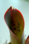 Heliamphora ceracea (Cerro Neblina, Brazil, Venezuela) - kliknij aby zobaczyć zdjęcie. Heliamphora ceracea (Cerro Neblina, Brazil, Venezuela)