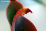 Heliamphora ceracea (Cerro Neblina, Brazil, Venezuela) - kliknij aby zobaczyć zdjęcie. Heliamphora ceracea (Cerro Neblina, Brazil, Venezuela)