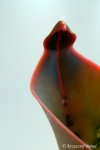 Heliamphora ceracea (Cerro Neblina, Brazil, Venezuela) - kliknij aby zobaczyć zdjęcie. Heliamphora ceracea (Cerro Neblina, Brazil, Venezuela)