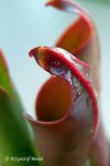 Heliamphora ceracea (Cerro Neblina, Brazil, Venezuela) - kliknij aby zobaczyć zdjęcie. Heliamphora ceracea (Cerro Neblina, Brazil, Venezuela)