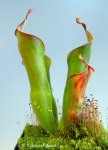 Heliamphora neblinae (Avispa, Venezuela) - kliknij aby zobaczyć zdjęcie. Heliamphora neblinae (Avispa, Venezuela)