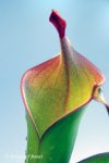 Heliamphora neblinae (Avispa, Venezuela) - kliknij aby zobaczyć zdjęcie. Heliamphora neblinae (Avispa, Venezuela)