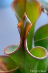 Heliamphora neblinae (Avispa, Venezuela) - kliknij aby zobaczyć zdjęcie. Heliamphora neblinae (Avispa, Venezuela)