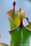 Heliamphora neblinae (Avispa, Venezuela) - kliknij aby zobaczyć zdjęcie. Heliamphora neblinae (Avispa, Venezuela)