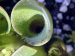 Heliamphora pulchella (Amuri Tepui, Venezuela) - kliknij aby zobaczyć zdjęcie. Heliamphora pulchella (Amuri Tepui, Venezuela)