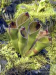 Heliamphora pulchella (Apacapa Tepui) - kliknij aby zobaczyć zdjęcie. Heliamphora pulchella (Apacapa Tepui)