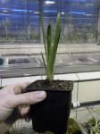Brocchinia reducta - kliknij aby zobaczyć zdjęcie. Brocchinia reducta