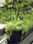 Brocchinia reducta - kliknij aby zobaczyć zdjęcie. Brocchinia reducta