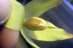 Heliamphora x Midoxa - kliknij aby zobaczyć zdjęcie. Heliamphora x Midoxa