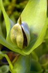 Heliamphora x Midoxa - kliknij aby zobaczyć zdjęcie. Heliamphora x Midoxa