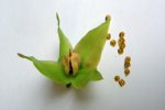 Heliamphora x Midoxa - kliknij aby zobaczyć zdjęcie. Heliamphora x Midoxa