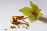Heliamphora x Midoxa - kliknij aby zobaczyć zdjęcie. Heliamphora x Midoxa