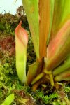 Heliamphora tatei var. tatei (Cerro Duida) - kliknij aby zobaczyć zdjęcie. Heliamphora tatei var. tatei (Cerro Duida)