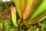 Heliamphora tatei var. tatei (Cerro Duida) - kliknij aby zobaczyć zdjęcie. Heliamphora tatei var. tatei (Cerro Duida)