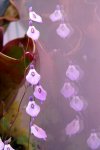 Utricularia pubescens - kliknij aby zobaczyć zdjęcie. Utricularia pubescens