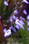 Utricularia pubescens - kliknij aby zobaczyć zdjęcie. Utricularia pubescens