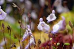 Utricularia pubescens - kliknij aby zobaczyć zdjęcie. Utricularia pubescens