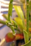 Brocchinia hechtioides - kliknij aby zobaczyć zdjęcie. Brocchinia hechtioides