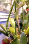 Brocchinia hechtioides - kliknij aby zobaczyć zdjęcie. Brocchinia hechtioides