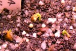 Heliamphora Midoxa x folliculata (Aparaman Tepui) - kliknij aby zobaczyć zdjęcie. Heliamphora Midoxa x folliculata (Aparaman Tepui)