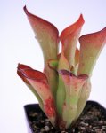 Heliamphora exappendiculata (Amuri Tepui) - kliknij aby zobaczyć zdjęcie. Heliamphora exappendiculata (Amuri Tepui)