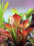 Heliamphora exappendiculata (Amuri Tepui) - kliknij aby zobaczyć zdjęcie. Heliamphora exappendiculata (Amuri Tepui)