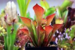 Heliamphora exappendiculata (Amuri Tepui) - kliknij aby zobaczyć zdjęcie. Heliamphora exappendiculata (Amuri Tepui)