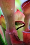 Heliamphora exappendiculata (Amuri Tepui) - kliknij aby zobaczyć zdjęcie. Heliamphora exappendiculata (Amuri Tepui)