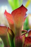 Heliamphora exappendiculata (Amuri Tepui) - kliknij aby zobaczyć zdjęcie. Heliamphora exappendiculata (Amuri Tepui)