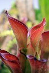 Heliamphora exappendiculata (Amuri Tepui) - kliknij aby zobaczyć zdjęcie. Heliamphora exappendiculata (Amuri Tepui)