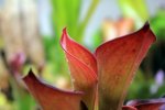 Heliamphora exappendiculata (Amuri Tepui) - kliknij aby zobaczyć zdjęcie. Heliamphora exappendiculata (Amuri Tepui)