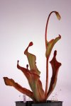 Heliamphora Tequila - kliknij aby zobaczyć zdjęcie. Heliamphora Tequila