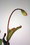 Heliamphora Tequila - kliknij aby zobaczyć zdjęcie. Heliamphora Tequila