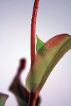 Heliamphora Tequila - kliknij aby zobaczyć zdjęcie. Heliamphora Tequila