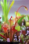 Heliamphora Tequila - kliknij aby zobaczyć zdjęcie. Heliamphora Tequila