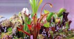 Heliamphora Tequila - kliknij aby zobaczyć zdjęcie. Heliamphora Tequila