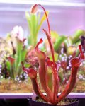 Heliamphora Tequila - kliknij aby zobaczyć zdjęcie. Heliamphora Tequila