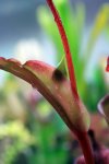 Heliamphora Tequila - kliknij aby zobaczyć zdjęcie. Heliamphora Tequila