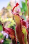 Heliamphora Tequila - kliknij aby zobaczyć zdjęcie. Heliamphora Tequila